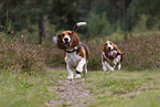 2 Basset Hounds