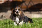 junger Basset Hound