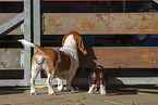 2 Basset Hounds