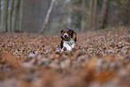 junger Basset Hound