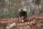 rennender Basset Hound