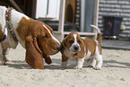 Basset Hounds