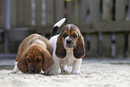 Basset Hounds
