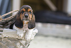 Basset Hound Welpe