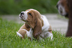 Basset Hound Welpe