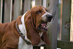 Basset Hound Portrait