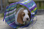 Basset Hound Welpe
