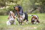 Basset Hounds