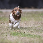 Basset Hound Welpe