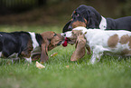 Basset Hounds