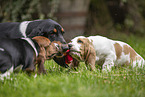 Basset Hounds