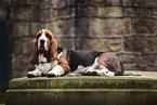 Basset Hound