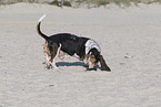 Basset Hound