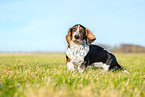 Basset Hound Welpe