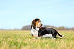 Basset Hound Welpe