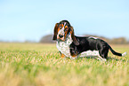 Basset Hound Welpe