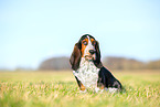 Basset Hound Welpe