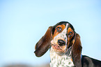 Basset Hound Welpe