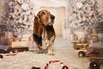 Basset Hound