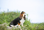 Basset Hound