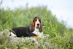 Basset Hound