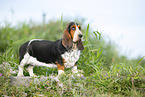 Basset Hound