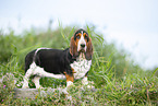 Basset Hound
