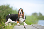 Basset Hound