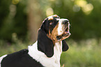 Basset Hound
