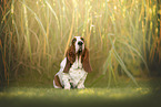 Basset Hound
