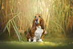 Basset Hound