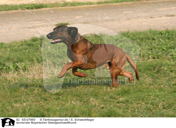 rennender Bayerischer Gebirgsschweihund / running Bavarian Mountain Hound / SS-07860