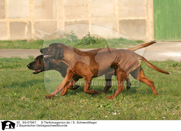 2 Bayerischer Gebirgsschweihunde / 2 Bavarian Mountain Hound / SS-07861