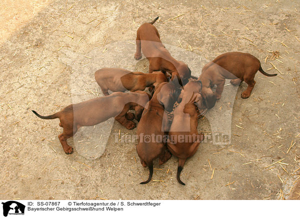 Bayerischer Gebirgsschweihund Welpen / Bavarian Mountain Hound puppies / SS-07867