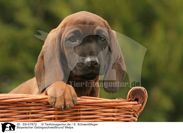 Bayerischer Gebirgsschweihund Welpe / SS-07872