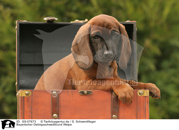 Bayerischer Gebirgsschweihund Welpe / SS-07873