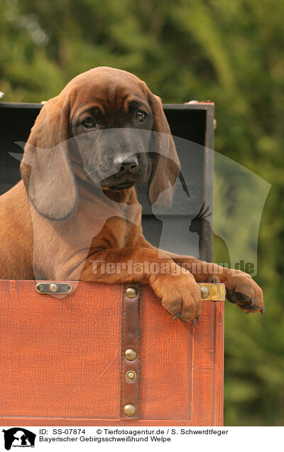 Bayerischer Gebirgsschweihund Welpe / SS-07874