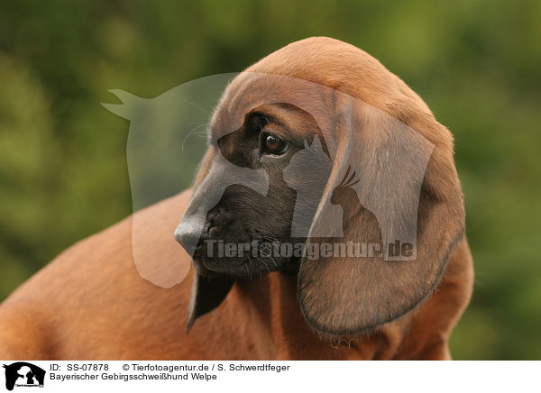 Bayerischer Gebirgsschweihund Welpe / Bavarian Mountain Hound puppy / SS-07878