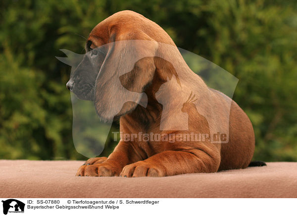 Bayerischer Gebirgsschweihund Welpe / Bavarian Mountain Hound puppy / SS-07880