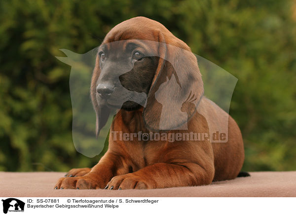 Bayerischer Gebirgsschweihund Welpe / Bavarian Mountain Hound puppy / SS-07881