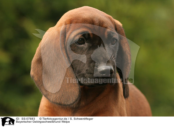Bayerischer Gebirgsschweihund Welpe / Bavarian Mountain Hound puppy / SS-07883