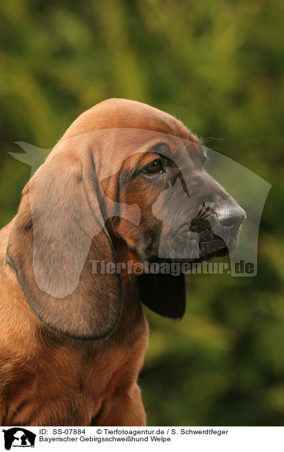 Bayerischer Gebirgsschweihund Welpe / Bavarian Mountain Hound puppy / SS-07884