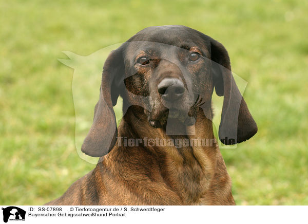 Bayerischer Gebirgsschweihund Portrait / SS-07898