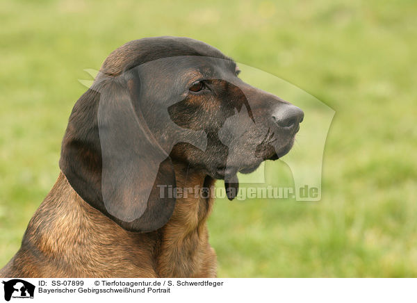 Bayerischer Gebirgsschweihund Portrait / SS-07899