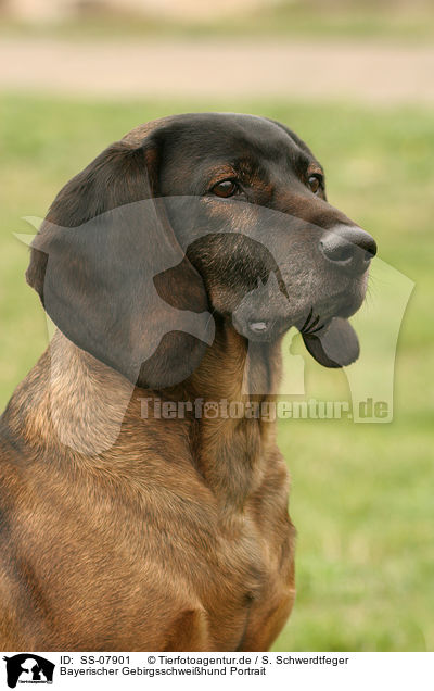 Bayerischer Gebirgsschweihund Portrait / SS-07901