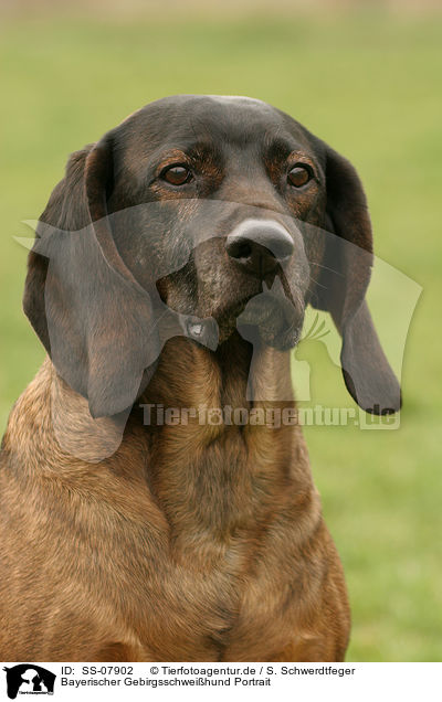 Bayerischer Gebirgsschweihund Portrait / SS-07902