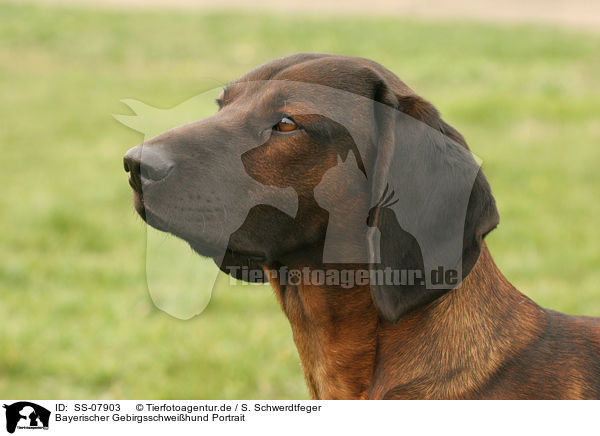 Bayerischer Gebirgsschweihund Portrait / SS-07903