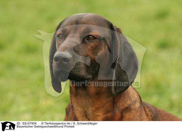 Bayerischer Gebirgsschweihund Portrait / SS-07904