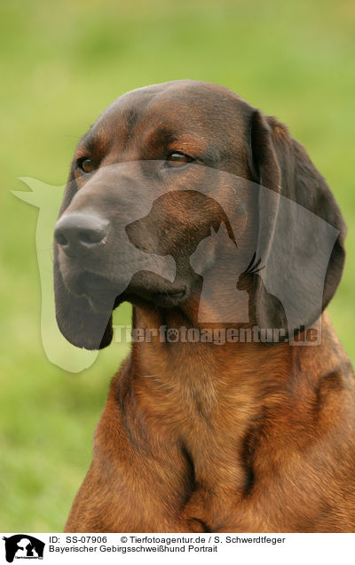 Bayerischer Gebirgsschweihund Portrait / SS-07906