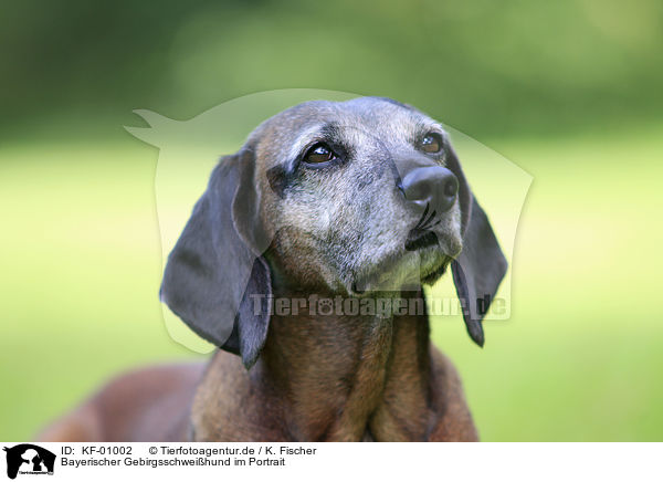 Bayerischer Gebirgsschweihund im Portrait / KF-01002
